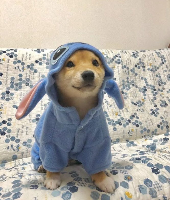 Stitch Pet Costume 🐶💙