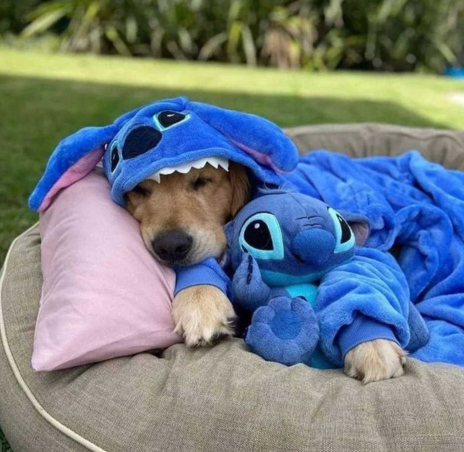 Stitch Pet Costume 🐶💙
